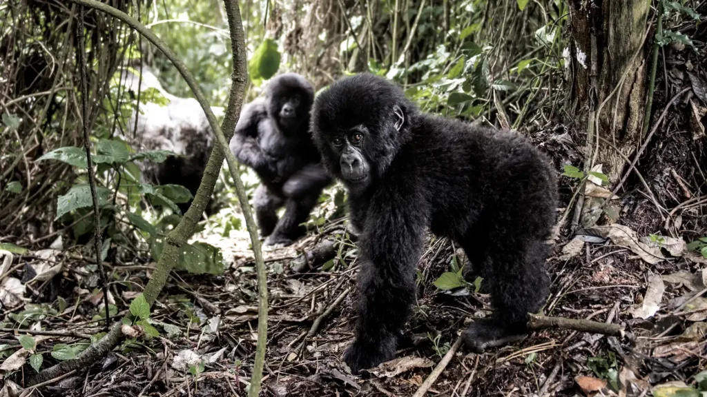 gorilla baby