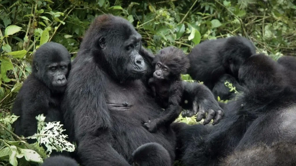 gorilla comunication