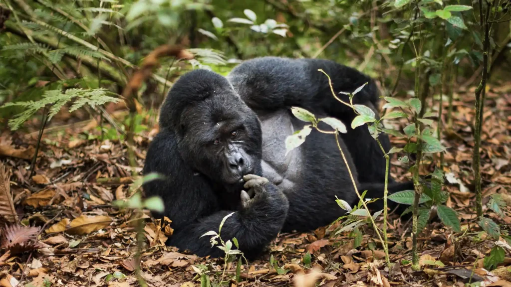 gorillas are organic farmers