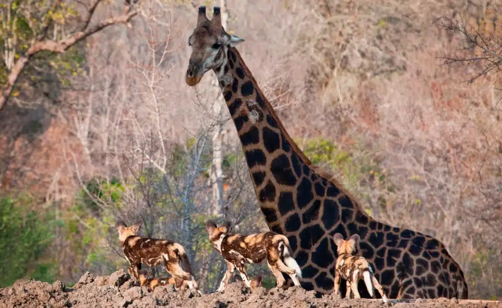 a giraffe surrounded by wild dogs