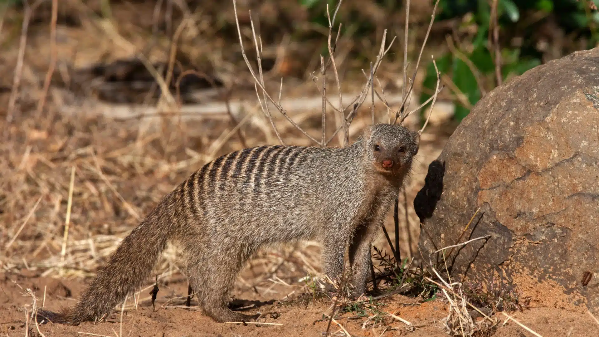 banded mongoose