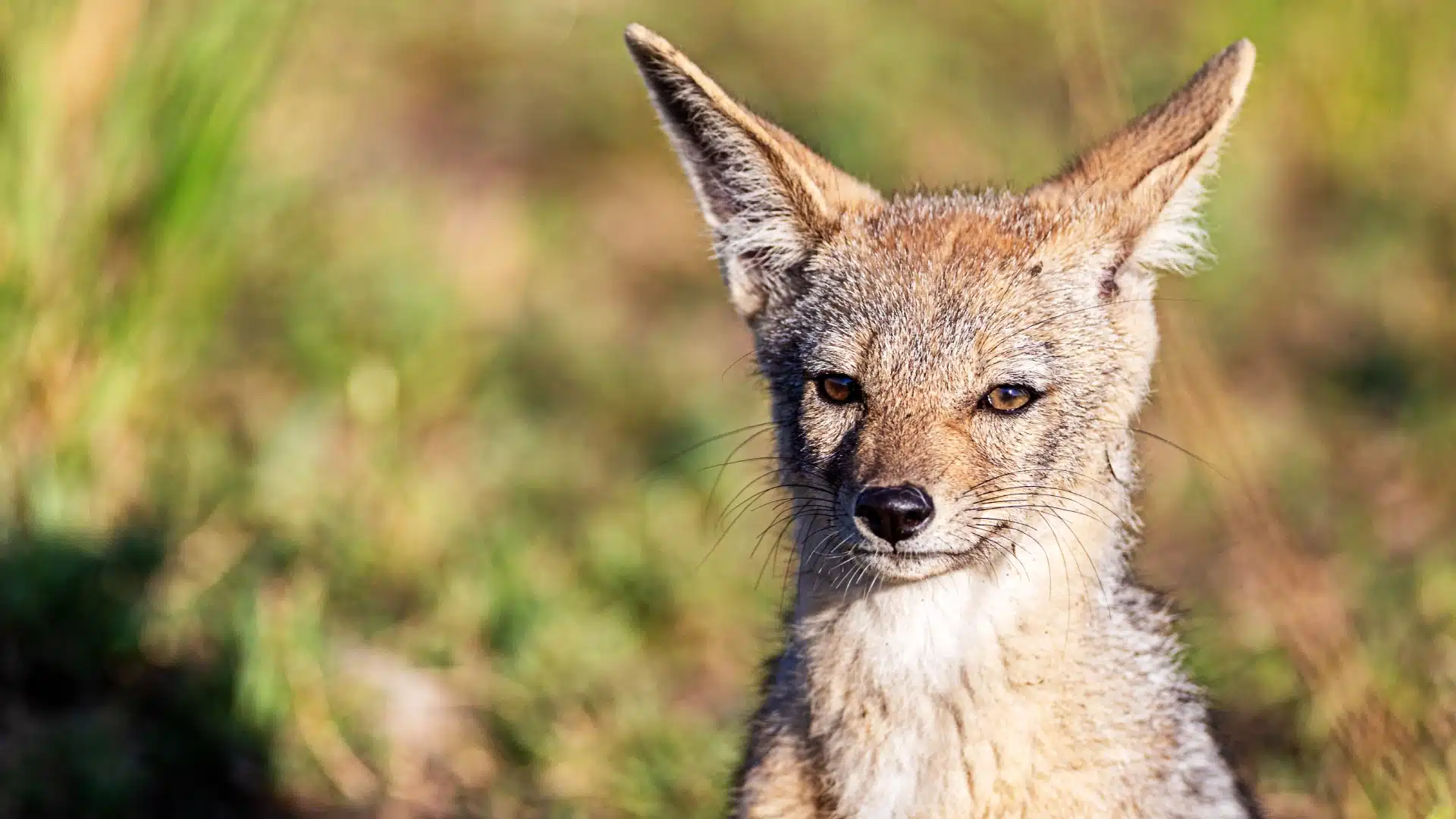 close up of black backed jackal