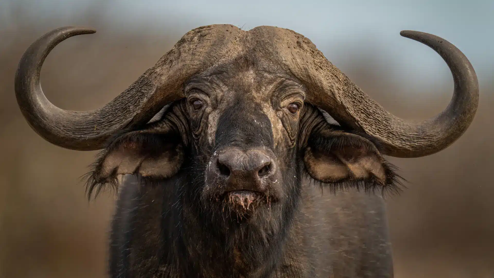 close up of African buffalo looking directly at camera