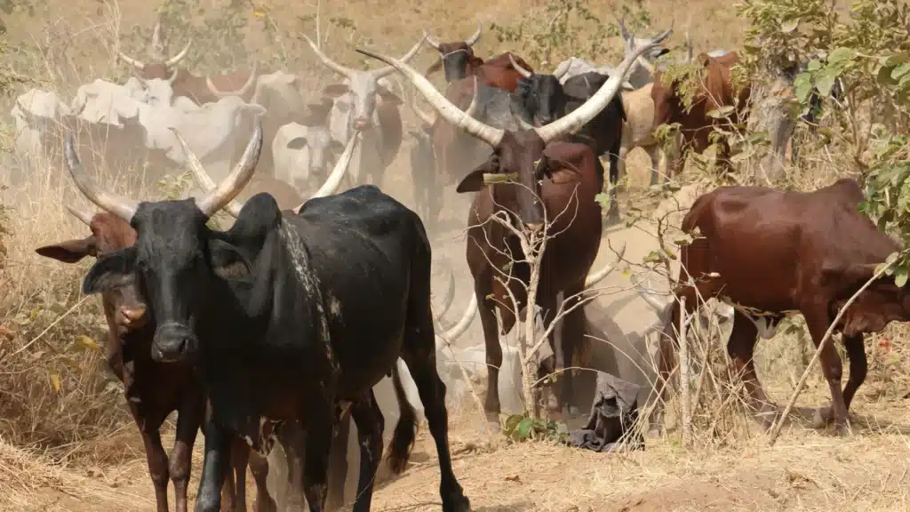 Cattle on dusty land in Uganda