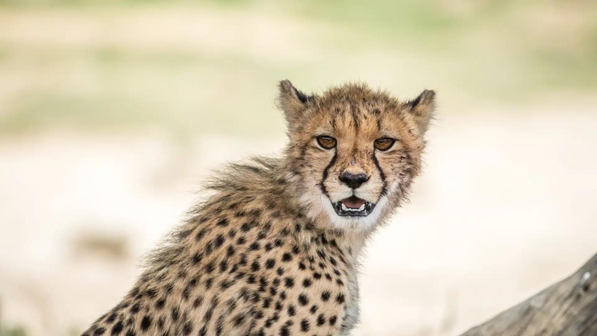 cheetah perched on branch looking at camera