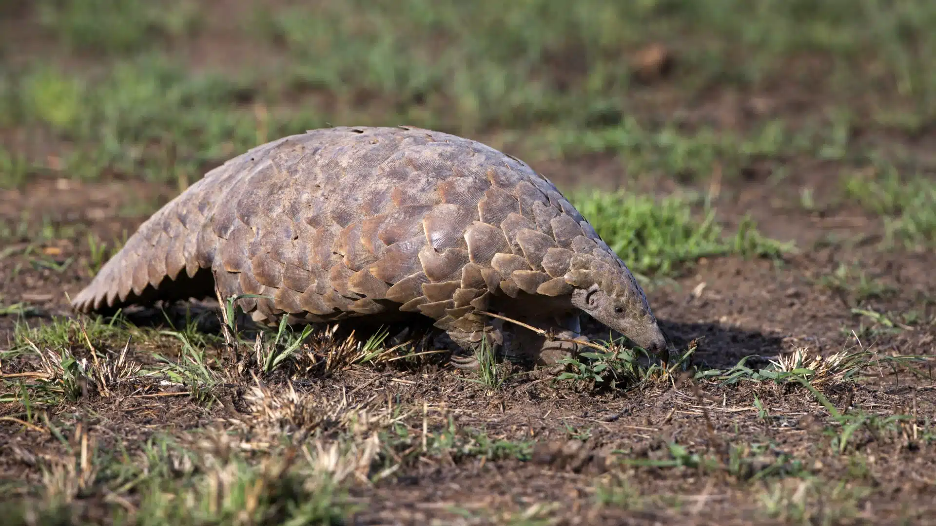 a pangolin walking across grass
