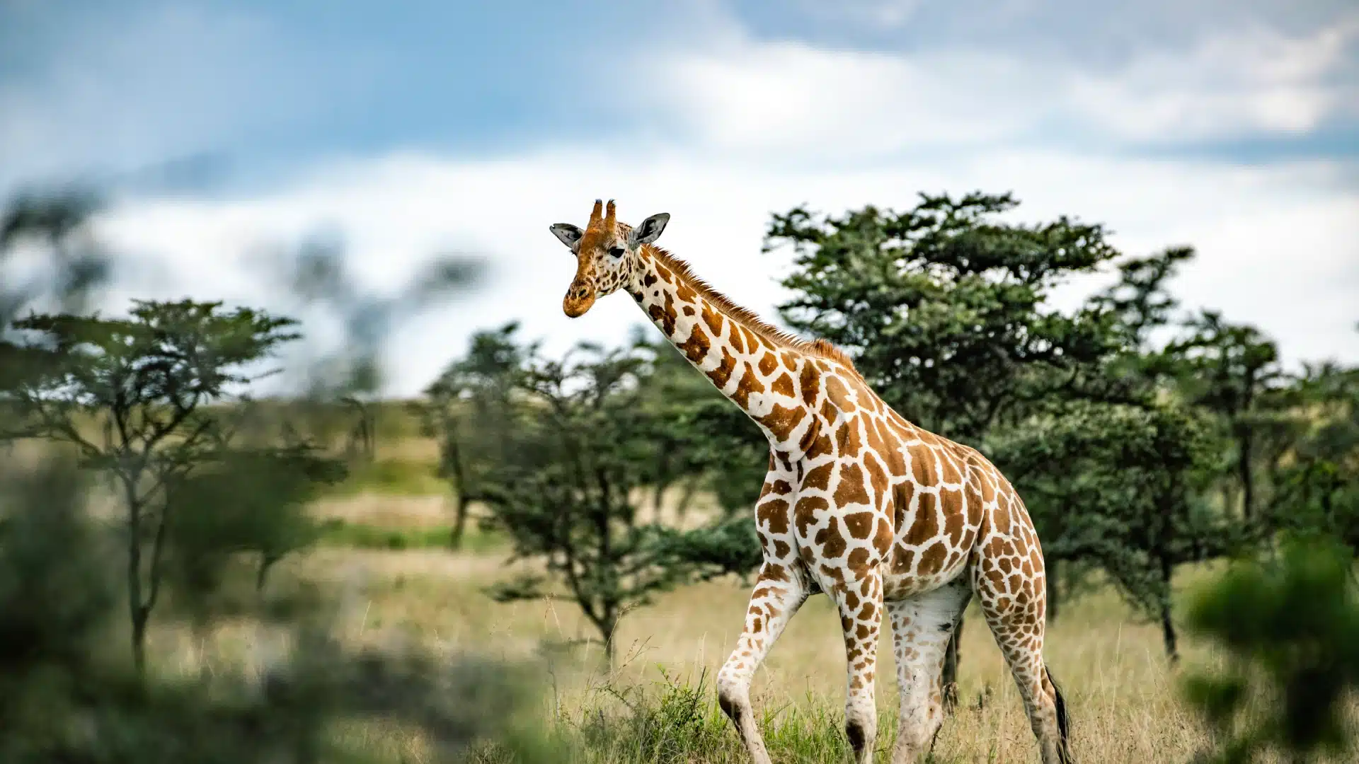 a giraffe walking through savannah