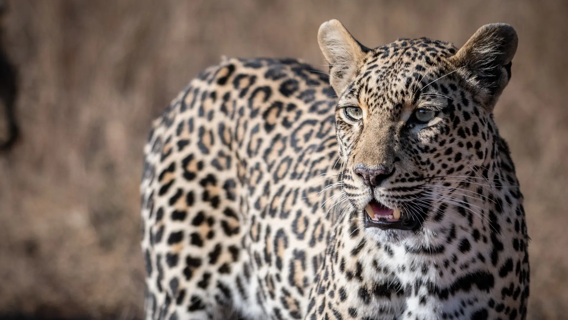 leopard