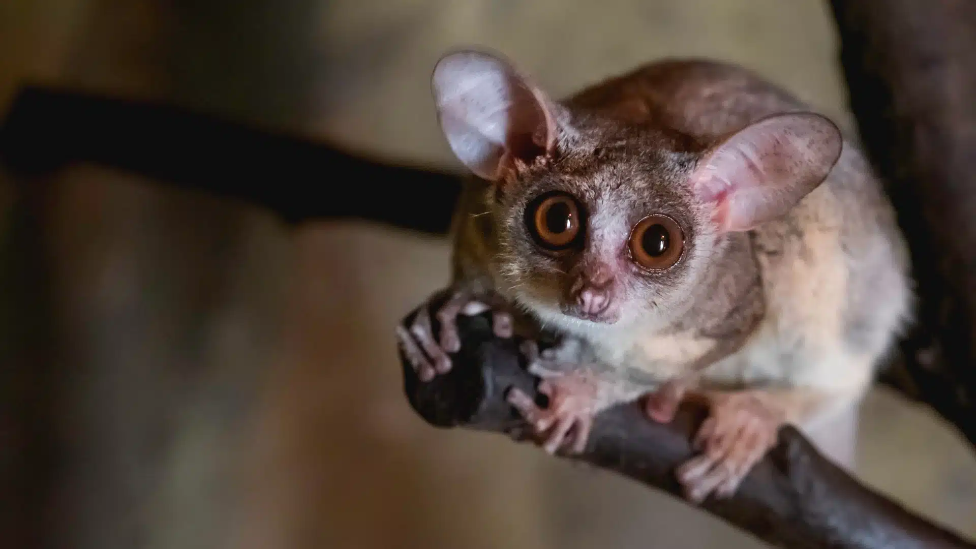 lesser bushbaby