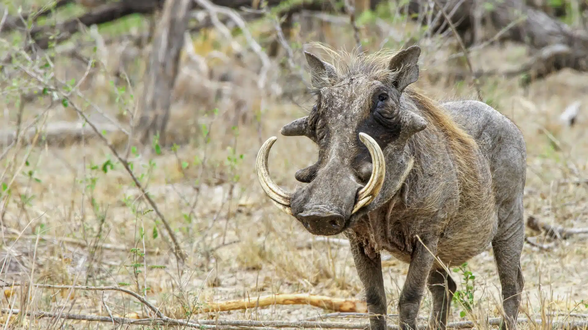 warthog