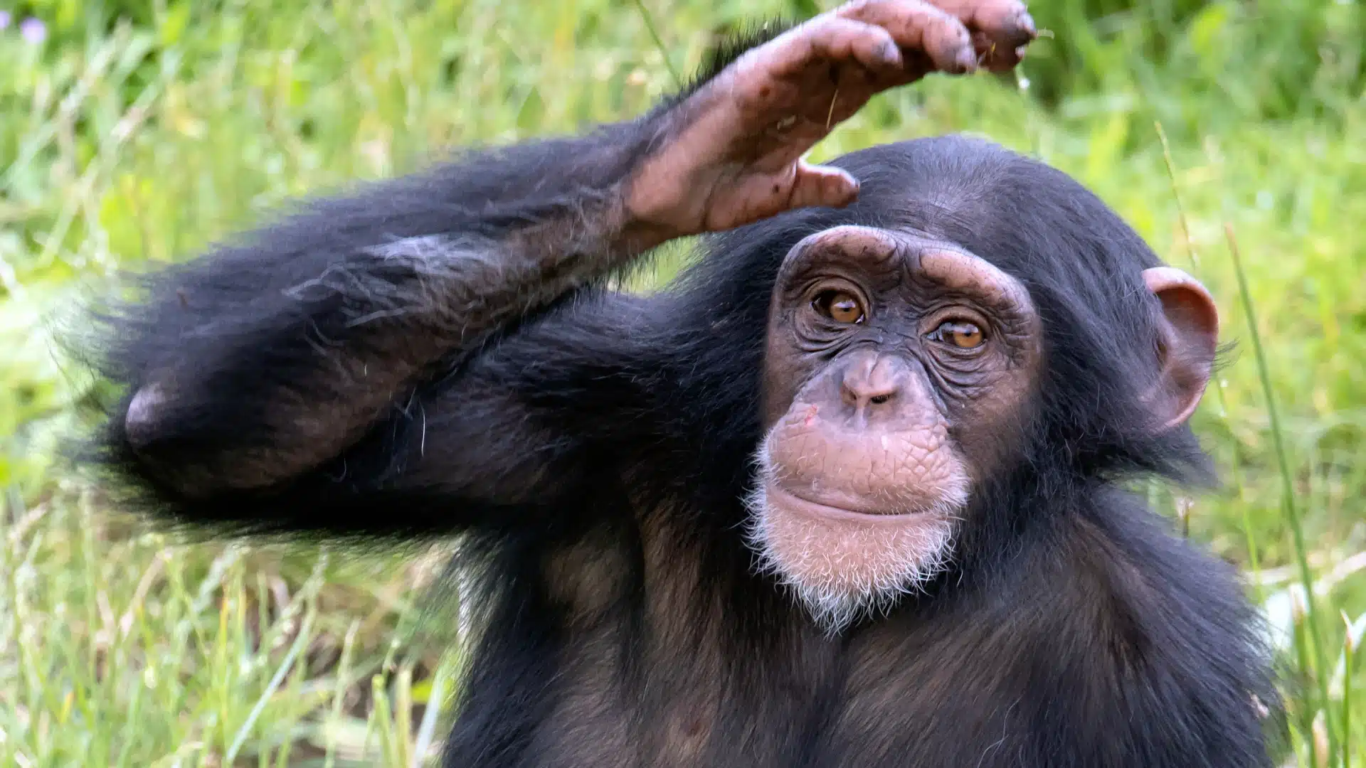 a yound chimpanzee with hand in the air