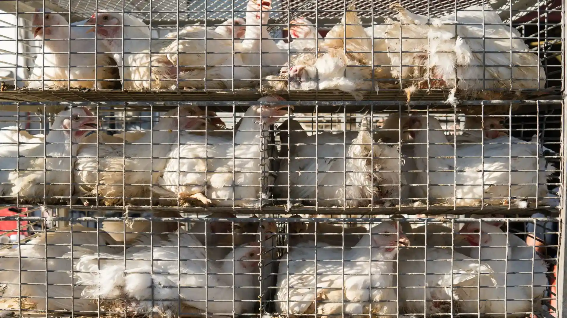 Bird flu
