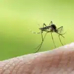 Malaria