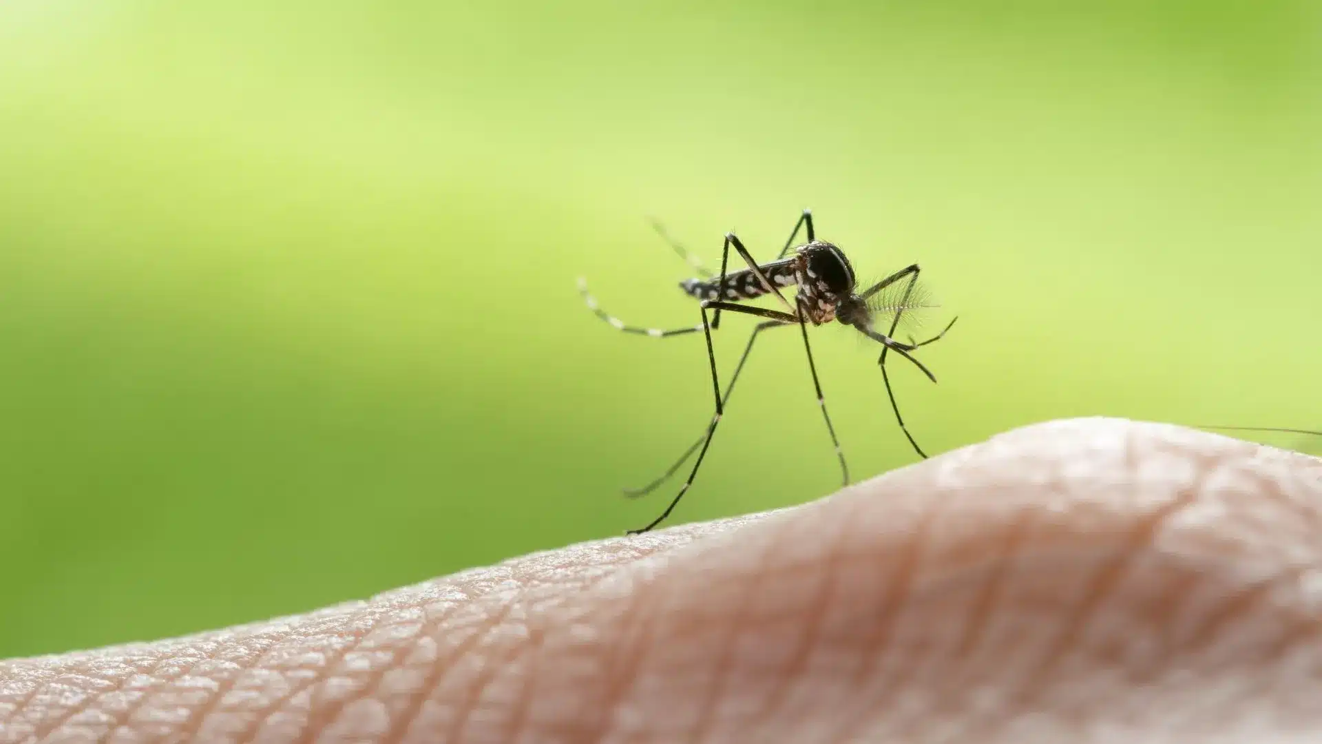 Malaria