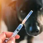 Rabies