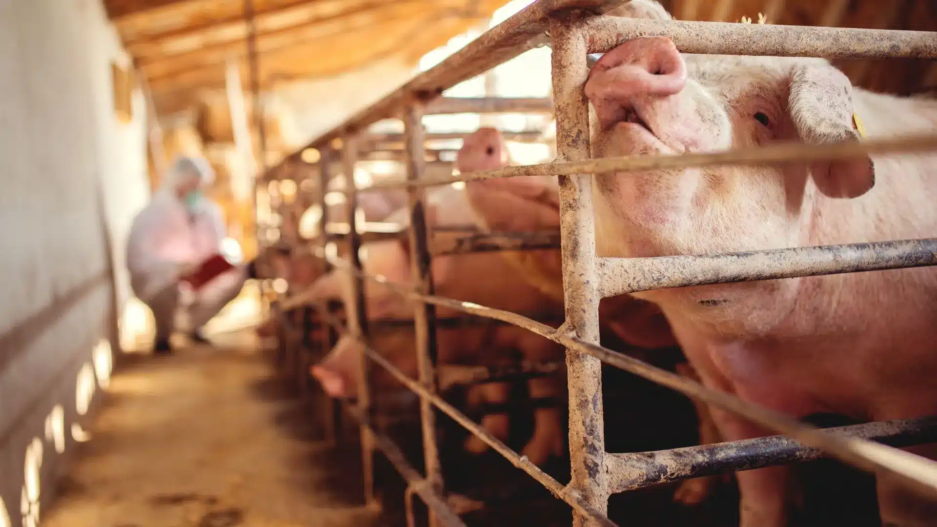 Zoonotic diseases