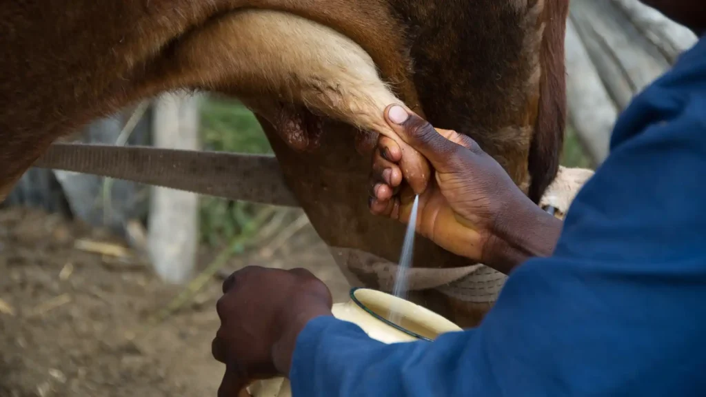 Cows milk