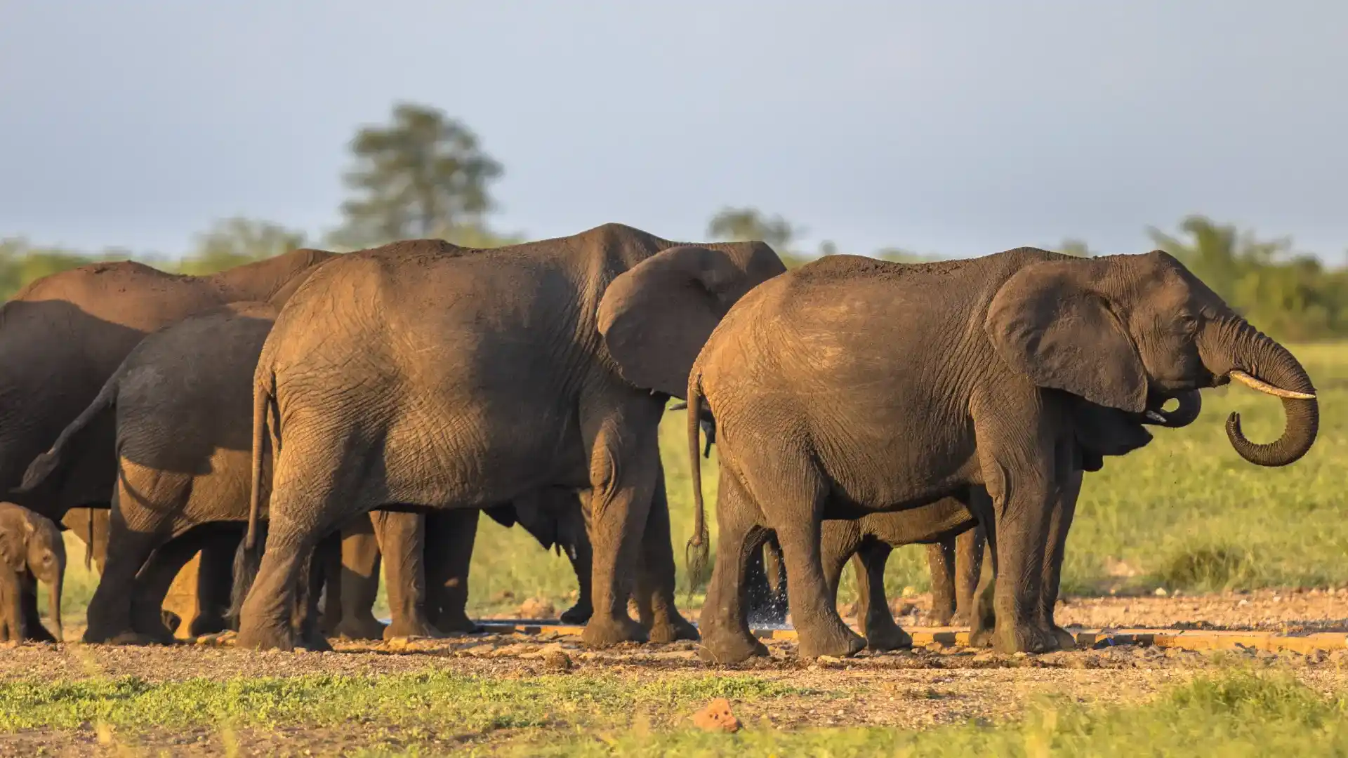 elephant family