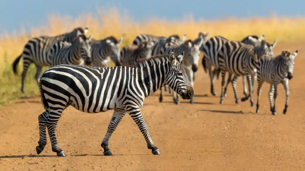 harem of zebras
