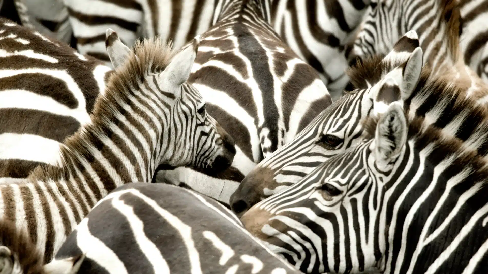 Zebra (plains)