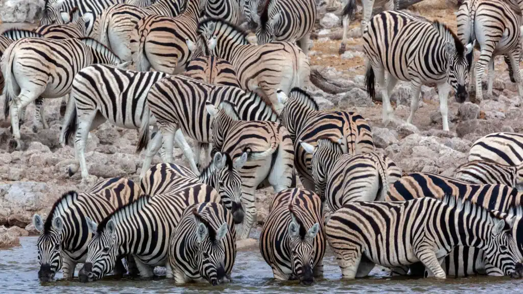 A herd of zebras drinking