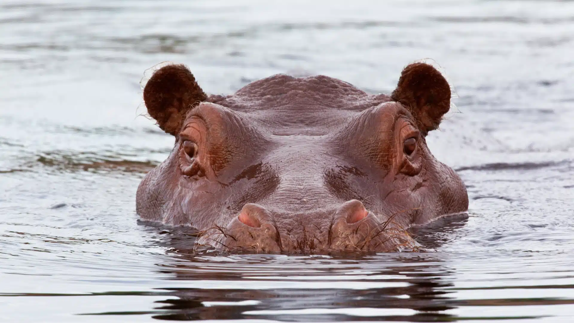 Hippopotamus