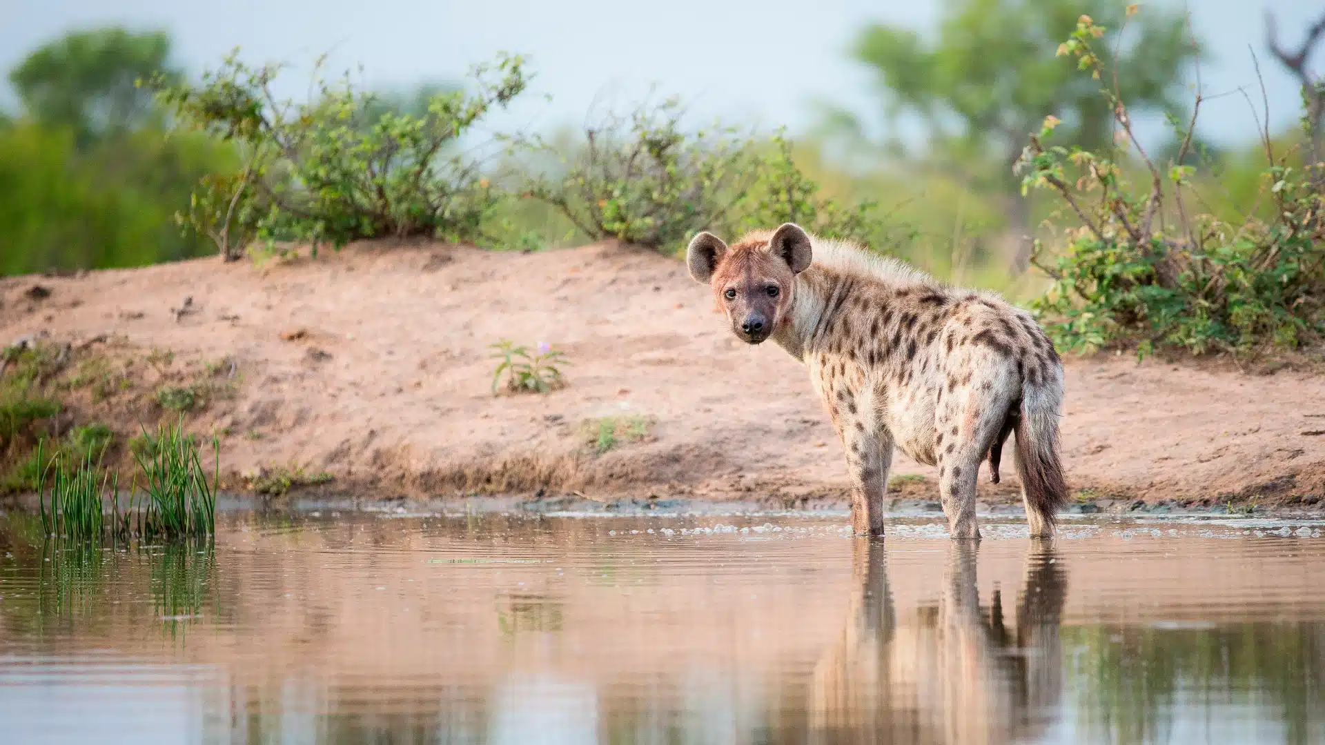 a spotted hyena standing at the edge of water