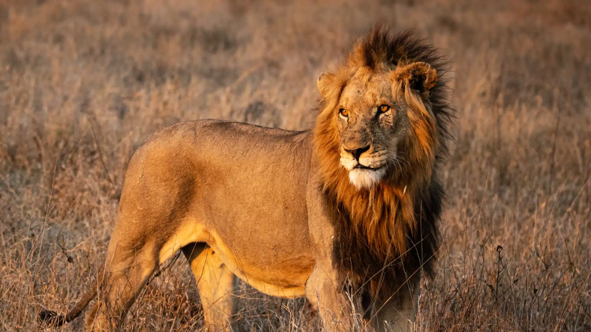 a lion with a large mane standing in the sun
