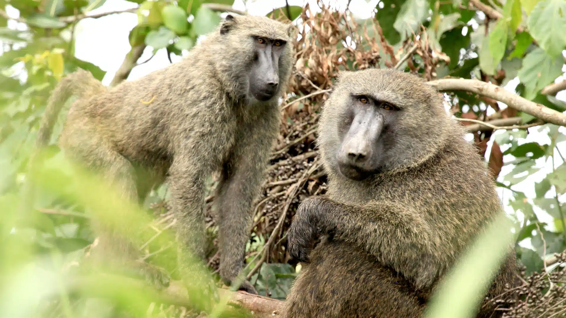 Baboon (olive)