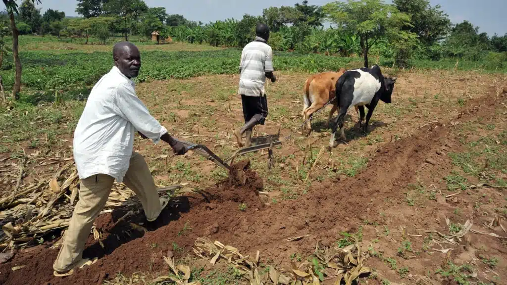 Ugandan farmers plowing a field with two cattle