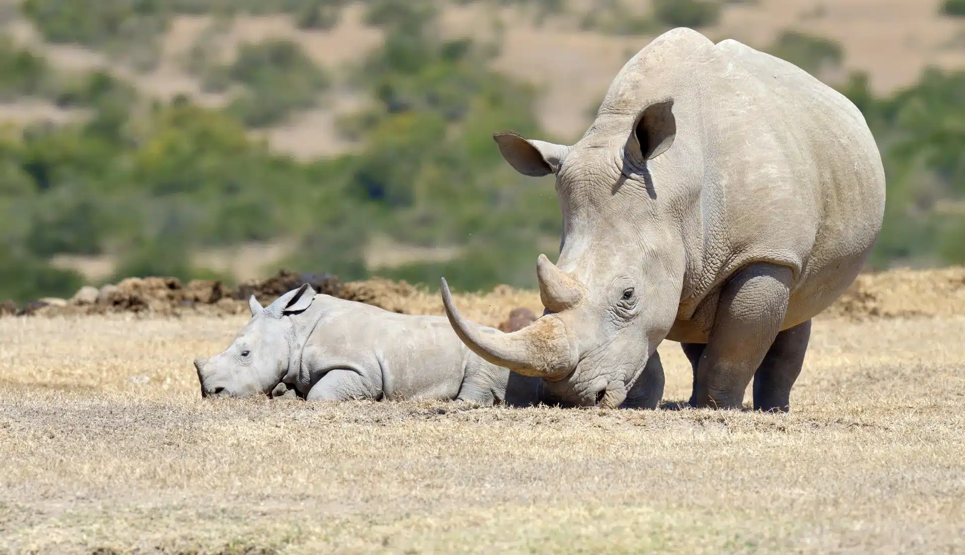 Rhinoceros (southern white)