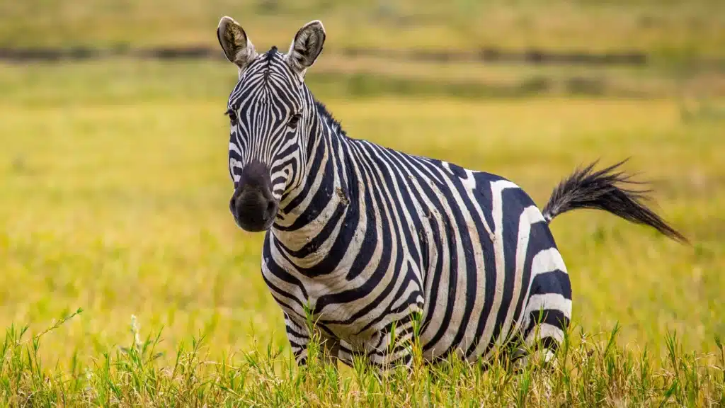 A zebra on the savannah
