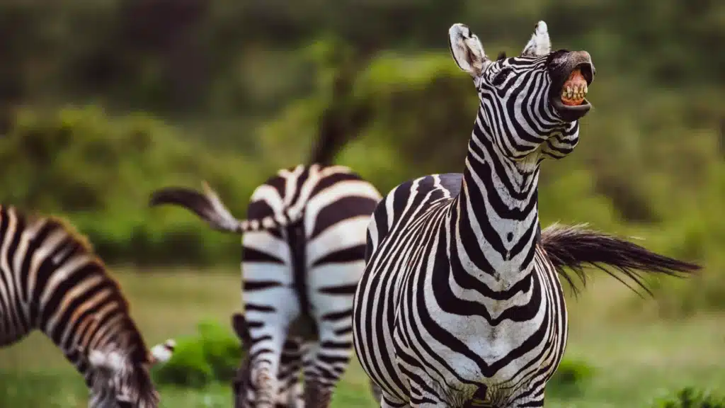 zebra with lips open showing teeth
