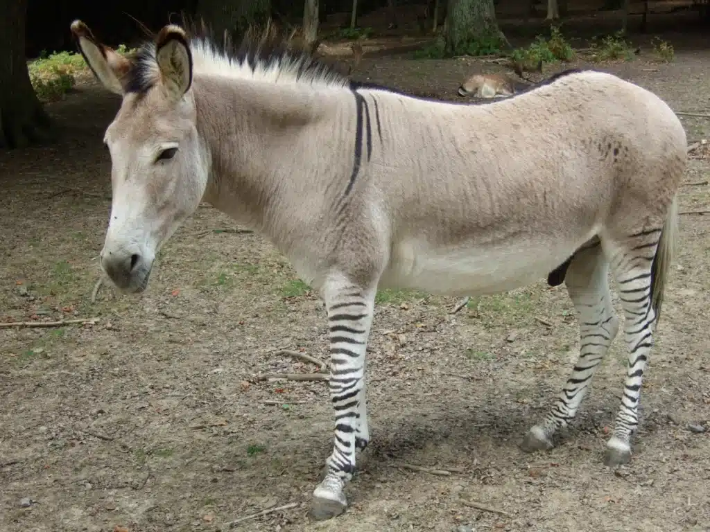 a zedonk