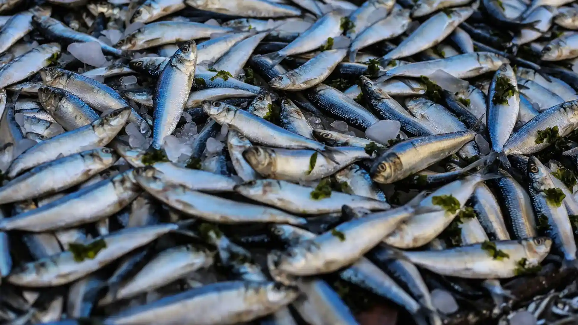 Why Animal Products Harm – Fish