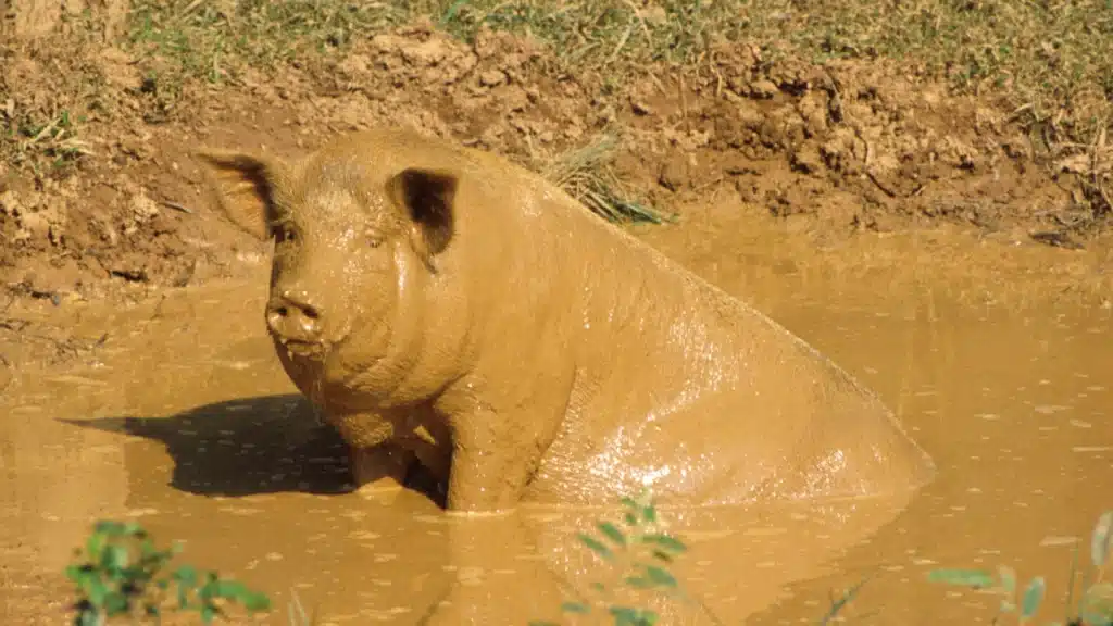 a pig in mud