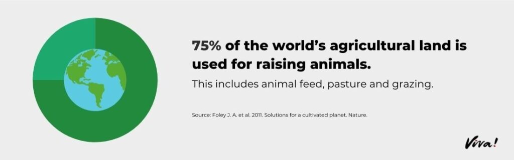 75% of the world's agricultural land is
used for raising animals.