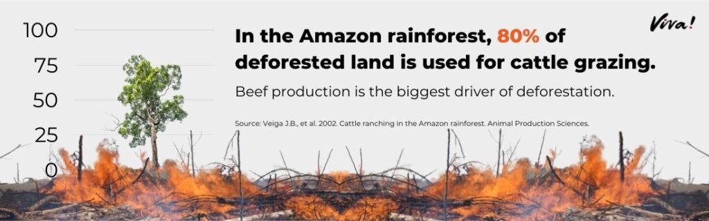 In the Amazon rainforest, 80% of deforested land is used for cattle grazing.