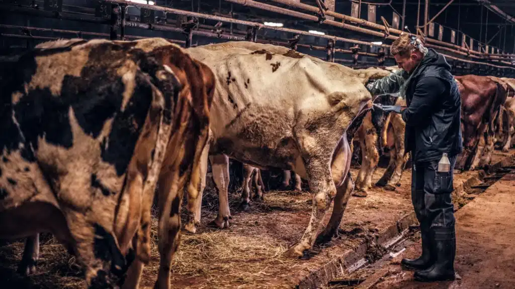 artificial insemination of a dairy cow