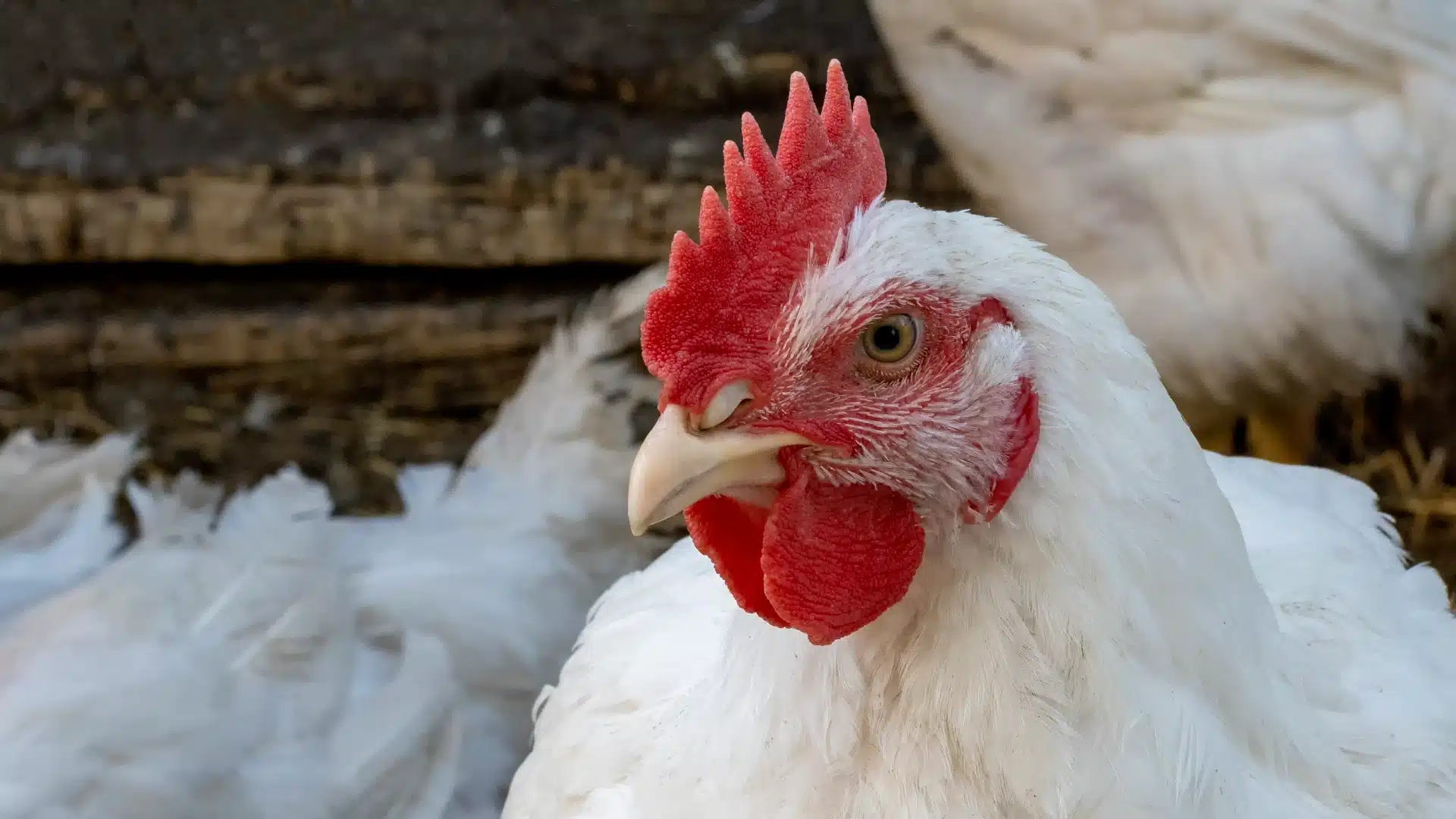 white broiler chicken close up