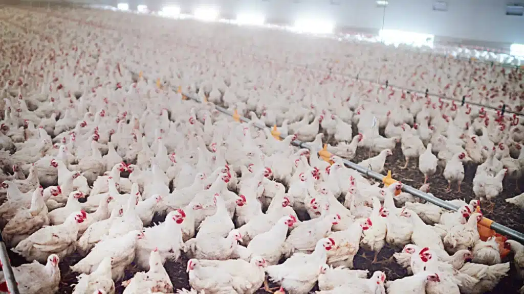 broiler chickens in factory farm