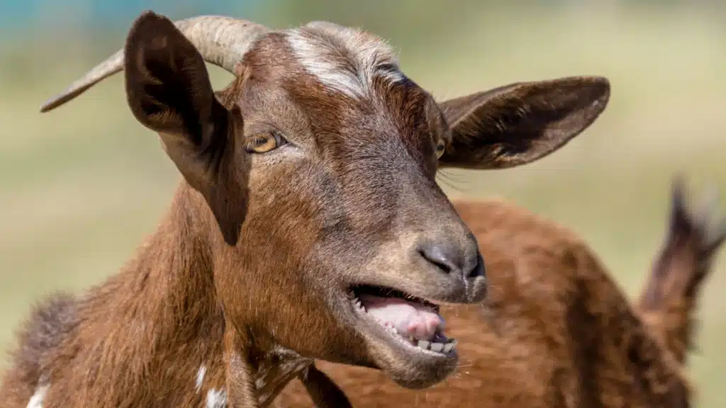 brown goat sneezing