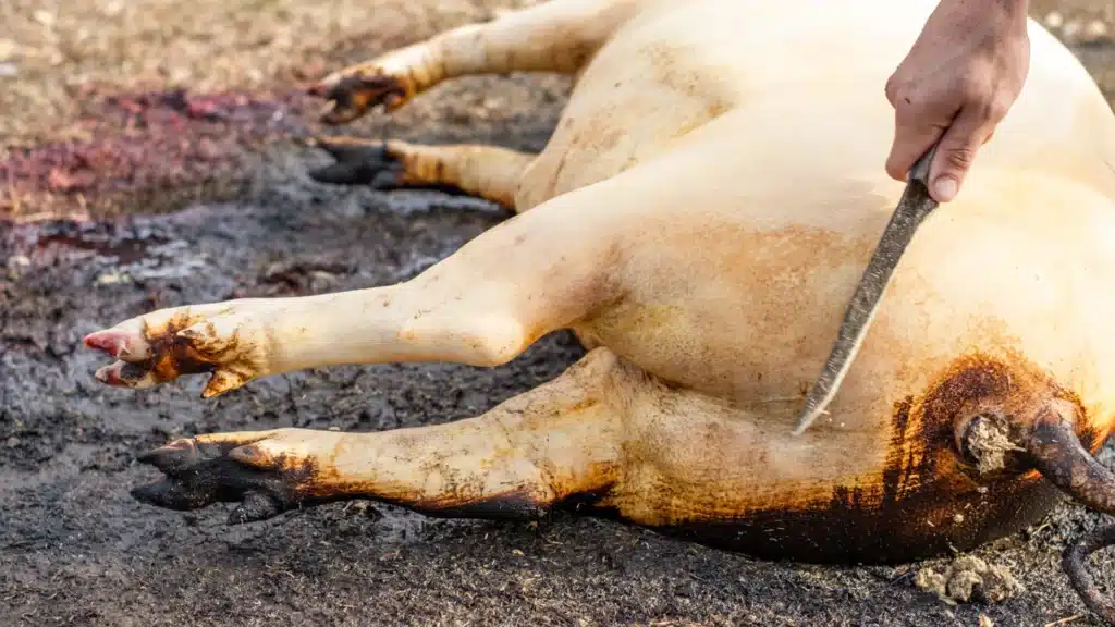 butcher chops pig's tail off
