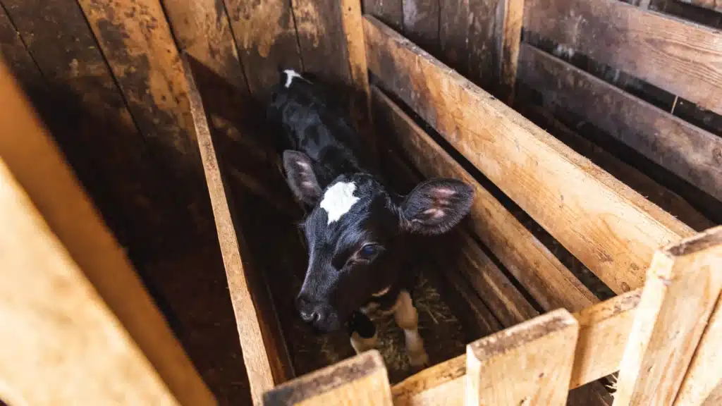 a dairy calf alone in a small cow stall