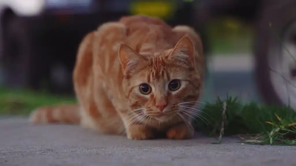 cat crouching down