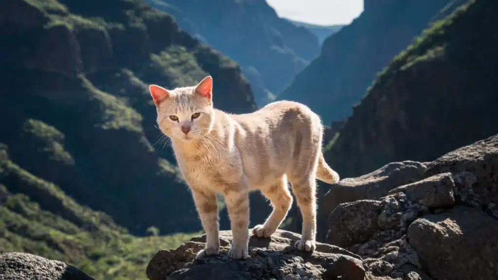 cat in mountains