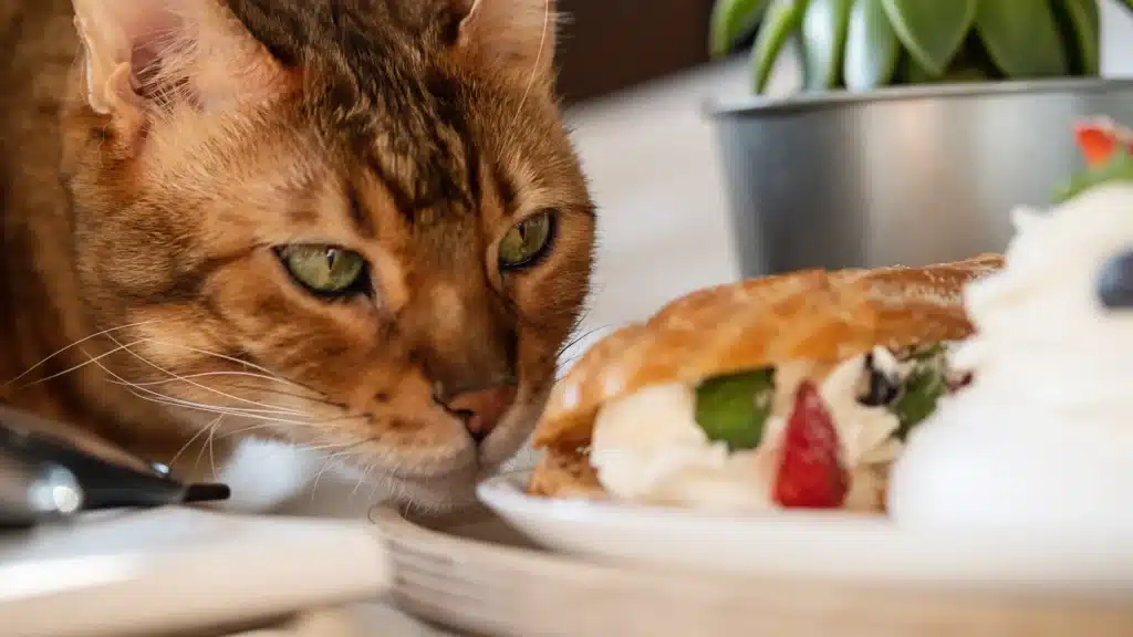 cat looking at sweets
