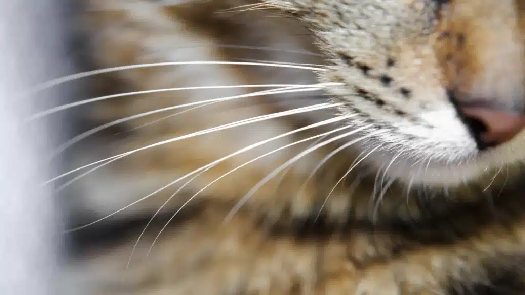 cat whiskers close up