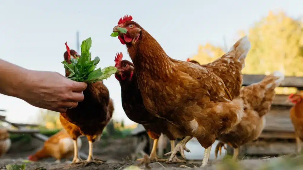 chicken eating from human hand