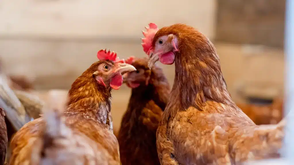 chickens looking at each other